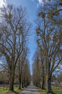 Leafless lime tree avenue (Tilia), driveway to Greifenstein Castle, Heiligenstadt, Upper Franconia,