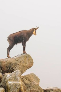 An adult male chamois (Rupicapra rupicapra) stands on a rock in dense fog at sunrise, illuminated