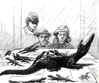 Scene depicts people looking at a group of alligators or caimans through a glass window, 1870. New