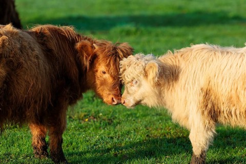 Friends. Early one sunny morning, two Highland calves (Bos primigenius taurus) stand head to head