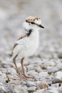 Little Ringed Plover (Charadrius dubius) juvenile, Croatia