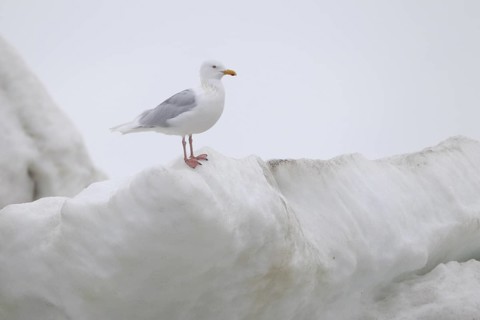 Glaucous Gull (Larus hyperboreus), Alaska, USA