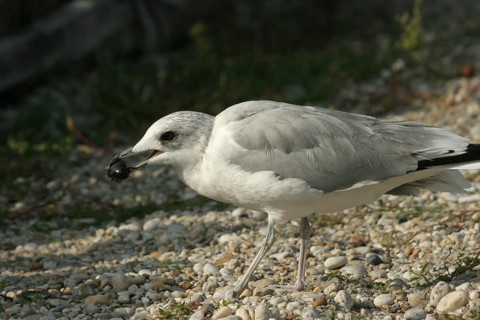 Seagull with captured water beetle (Hydrophilus piceus) Lake Neusiedl, Burgenland, Austria,