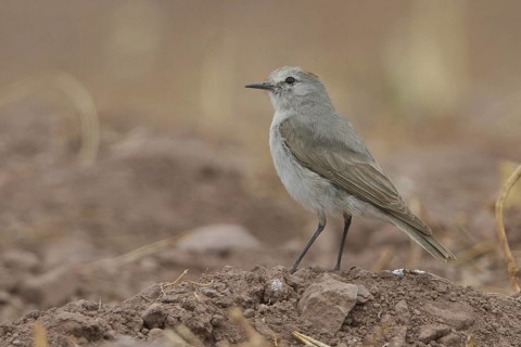 Rufous-naped Ground Tyrant (Muscisaxicola rufivertex), Lago Huacarpay Reserve, Peru