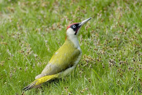 Green woodpecker - Picus viridis - male, Germany