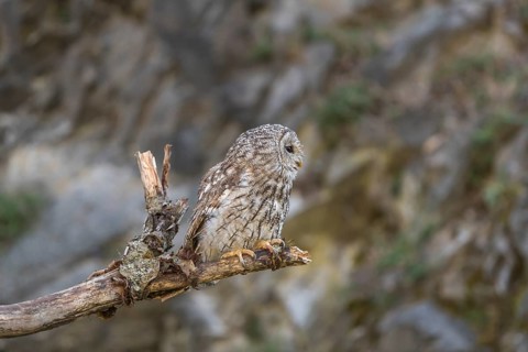 One tawny owl or brown owl (Strix aluco) sitting on a dead tree