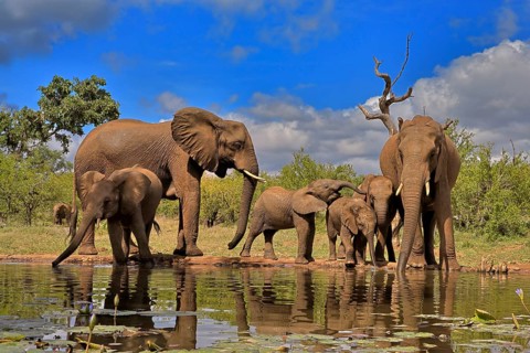 African elephant (Loxodonta africana), adult, juvenile, group with juveniles, at the water,