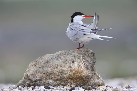 Common Tern (Sterna hirundo), Texel, Netherlands