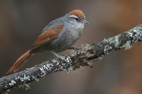 Baron's Spinetail (Cranioleuca baroni), Central Highlands, Peru