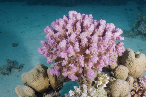 Raspberry coral (Pocillopora damicornis)
