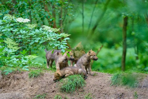 Several wolf cubs are relaxing on a mound in the forest, wolf (Canis lupus), Germany