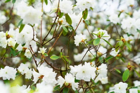 Rhododendron bush with white terry flowers April snow in spring during flowering