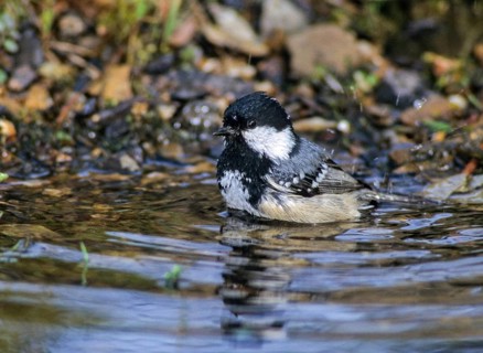 Coal tit, parus ater, periparus ater, pine tit, bath, bird bath, birds, tits, passeri, songbirds,