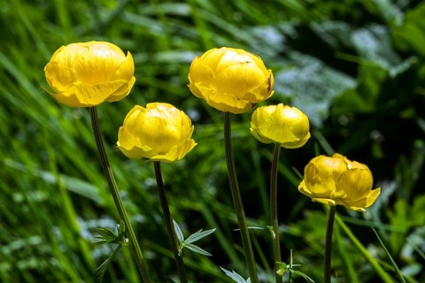 Globeflower (Trollius europaeus), in bloom, Fellhorn, Oberstdorf, Oberallgäu, Allgäu, Bavaria,