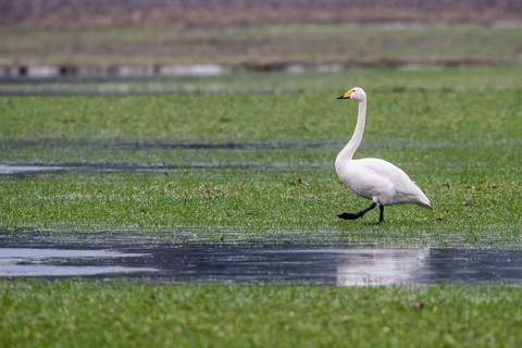 Whooper swans (Cygnus cygnus), Emsland, Lower Saxony, Germany