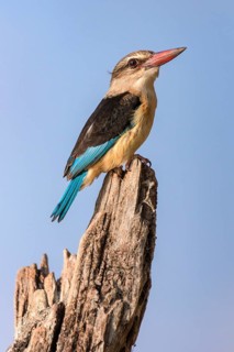 Brown-hooded Kingfisher, (Halcyon albiventris orientalis), perched on a dead tree on the Chobe