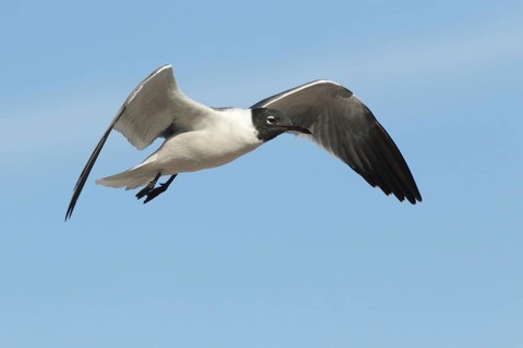 Laughing Gull (Leucophaeus atricilla) flying, South Australia, Australia