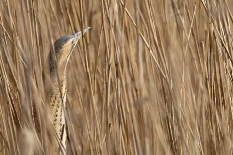 Great or Eurasian bittern (Botaurus stellaris) adult bird in a reedbed in spring, England, United