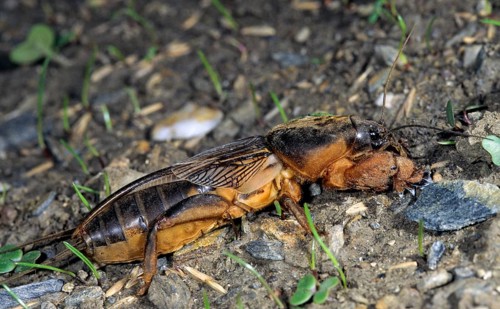 European mole crickets, grasshoppers, gryllotalpa gryllotalpa, half-devils, mole crickets, werre,