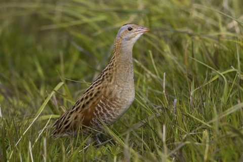 Corn Crake (Crex crex), Scotland, United Kingdom