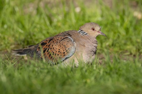 European turtle dove (Streptopelia turtur) adult bird in grassland, England, United Kingdom