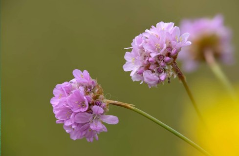 Armeria, Armeria Maritima var. Bottendorfensis, Bottendorfer grass clove, grass clove, flora,