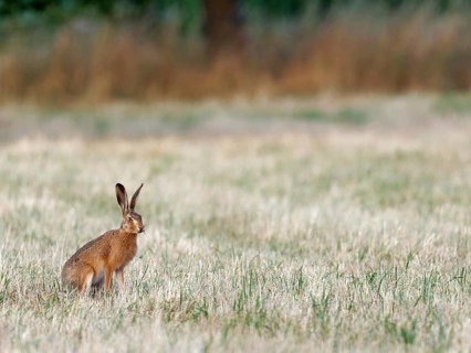 A brown hare (Lepus europaeus) looks intently across a stubble field, Solms, Hesse, Germany