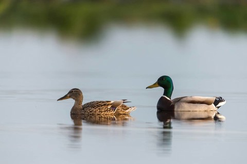 Anas platyrhynchos, mallard, mallard, anatidae, birds, ducks, ducks, ducks, female, male, male,