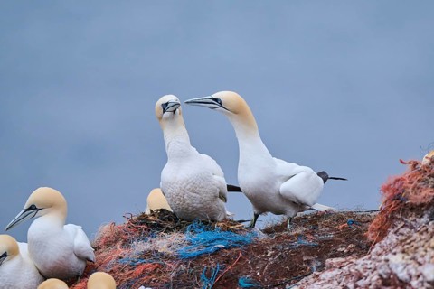 Northern gannet (Morus bassanus) couple greeting each other with their beaks, wildlife, Helgoland,