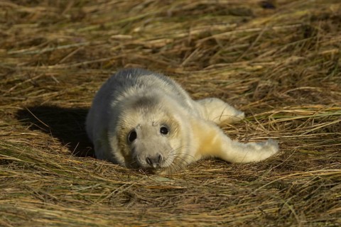 Grey seal (Halichoerus grypus) juvenile baby pup animal resting on a sand dune by a beach in