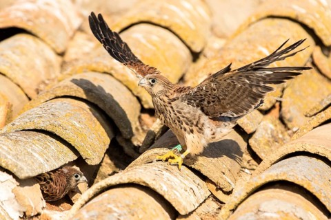 Lesser Kestrel (Falco naumanni) juveniles on a roof, Castile-La Mancha, Spain