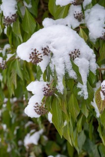 Araliaceae, tree wind, common ivy, ivy, hedera helix, ivy, flora, high size, vertical format,