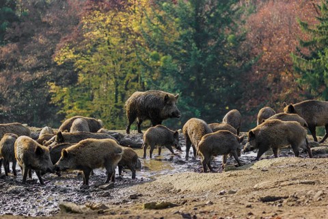A group of wild boar or wild pig (Sus scrofa) stands in a waterhole, drinking