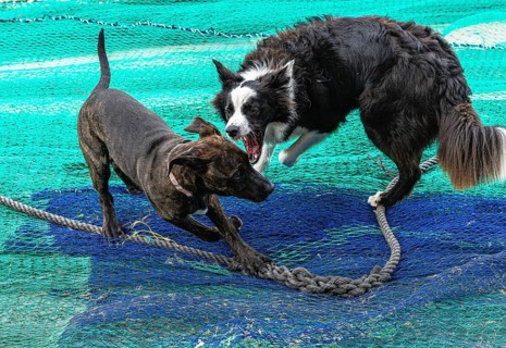 Playful dogs fight on fishermen's nets in the port of Cala Figuera, Majorca, Spain