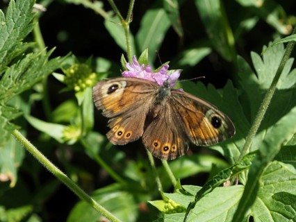 A dark butterfly with eye-like markings on its wings, the Brown-eyed Skipper (Lasiommata maera), in