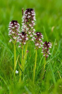 Fireboywort, Neotinea Ustulata, Orchidaceae, Orchids, Orchis Ustulata, Sweden, Burnt Orchid, Burnt