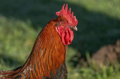 Cock is standing in the field. The morning sun gives its plumage a wonderful light. He observes his
