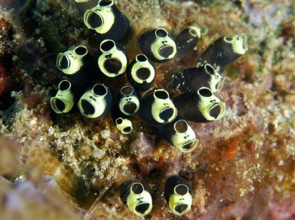 Dark tunicates with yellowish edges, robust sea squirts, club-shaped sea squirts (Clavelina