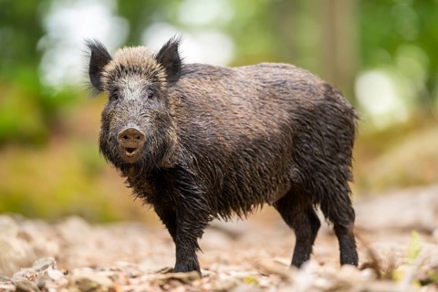 Wild boar (Sus scrofa) standing in a forest, Bavaria, Germany