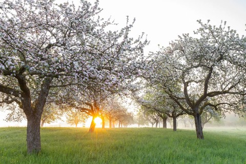 Fresh blossom, morning light, ground mist... simply magical! Foothills orchard meadow in bloom -