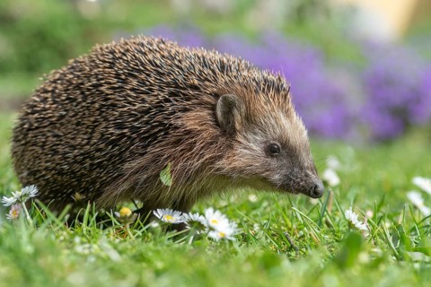 Erinaceus europaeus, hedgehog, insectivora, insectivora, insectivora, mammals, prickly, mammals,