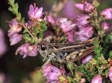 Gomphocerippus rufus, Gomphocerus rufus, grasshoppers, red club scare, rufous grasshopper,