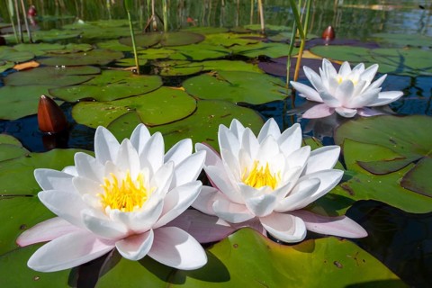 A flowering water lily (Nymphaea) on a lake, Müritz National Park, Feldberg Lake District, Lower