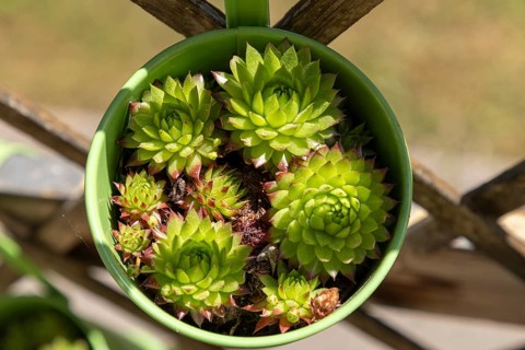 Succulents in a green hanging pot in sunlight