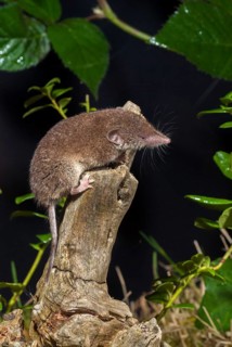 Crocidura russula, greater white-toothed shrew, house shrew, insectivora, insectivora, insectivora,