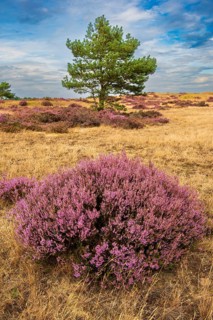 Heather (Calluna vulgaris) in the Hooge Veluwe National Park, De Hooge Veluwe, Arnhem, Netherlands