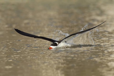 Black Skimmer (Rynchops niger) flying, Florida, USA