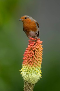 European robin (Erithacus rubecula) adult garden bird on a Red hot poker flower in summer, England,