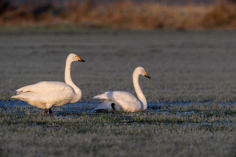 Whooper swans (Cygnus cygnus), Emsland, Lower Saxony, Germany