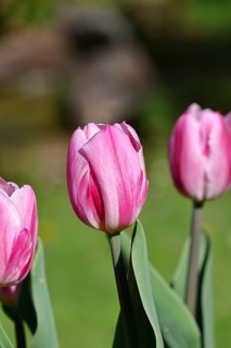 Tulip blossom (Tulipa), pink blossom, in a garden, close-up, inflorescence, early bloomer, spring,